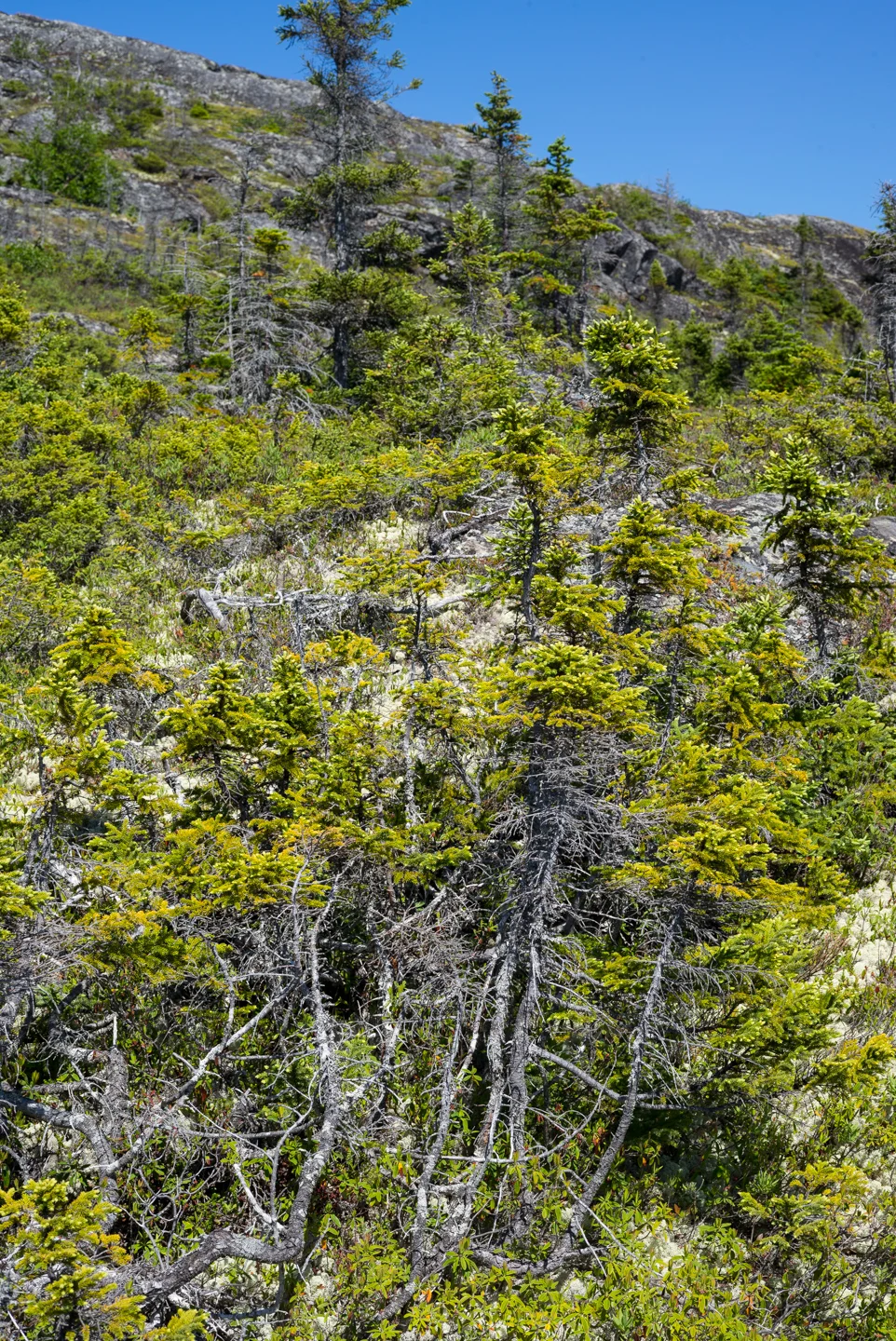 Fleur de Lys, Newfoundland 2016