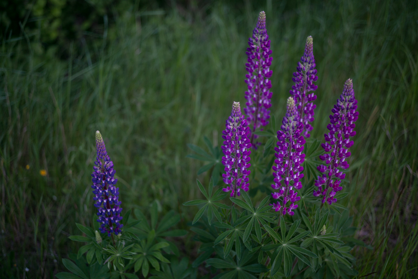 Lupins. King’s Point, Newfoundland 2016