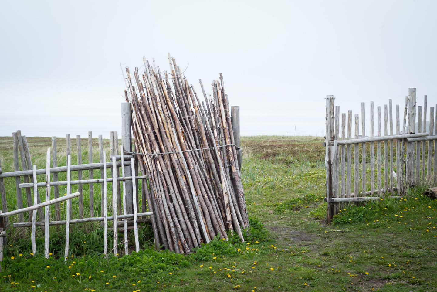 Timber, at the Viking reconstruction. L’Anse aux Meadows, Newfoundland 2016