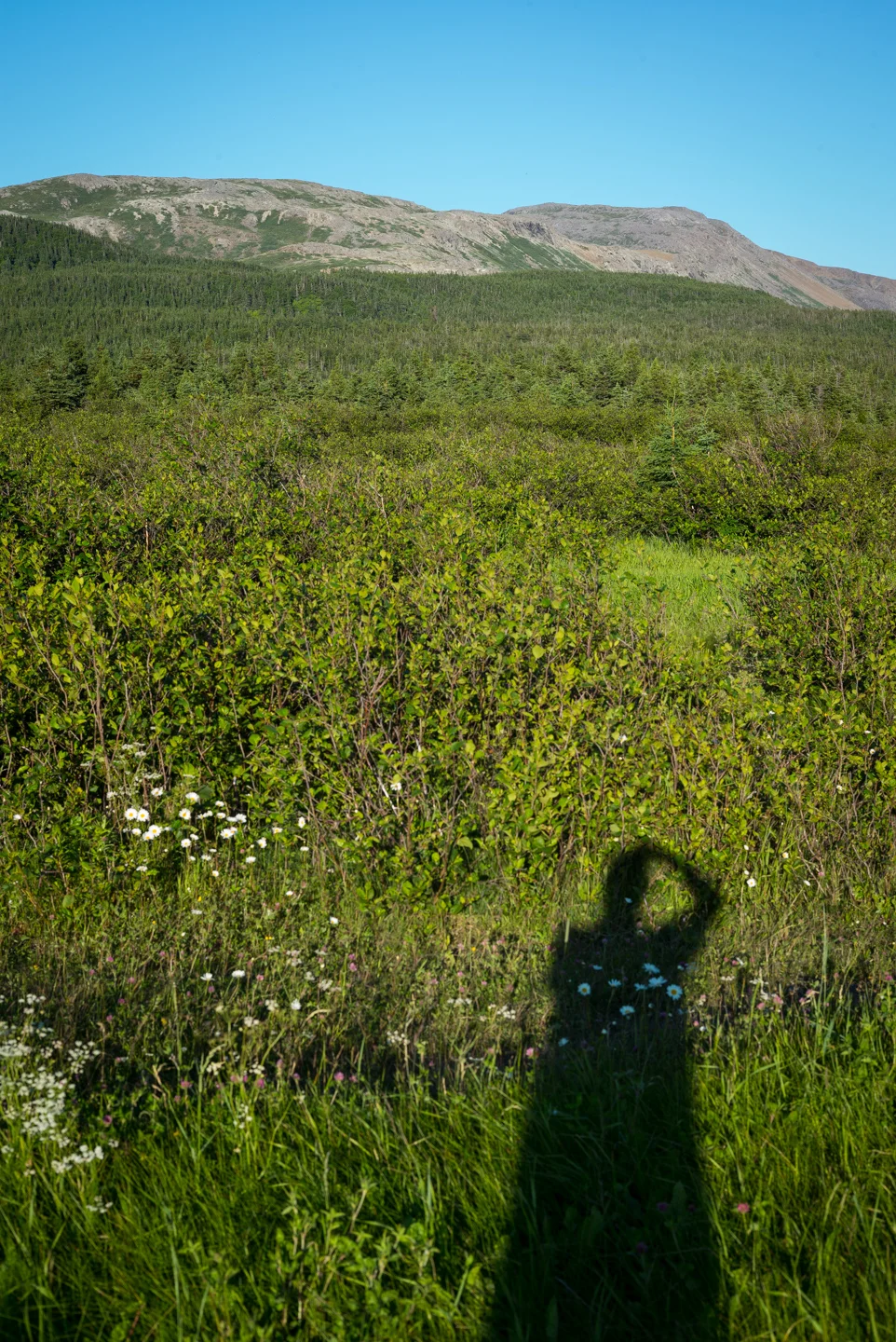 Trout River, Newfoundland 2016
