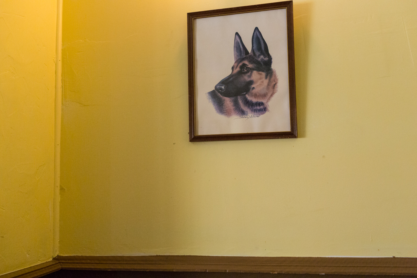 Portrait of a German Shepherd. Greenpoint, New York, 2013