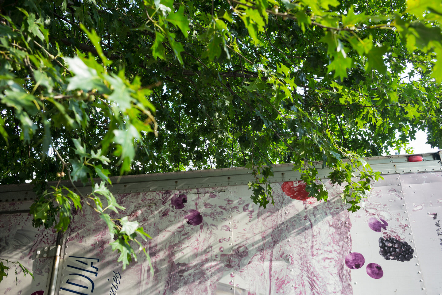 Leaves & Berries. Greenpoint, Brooklyn 2014