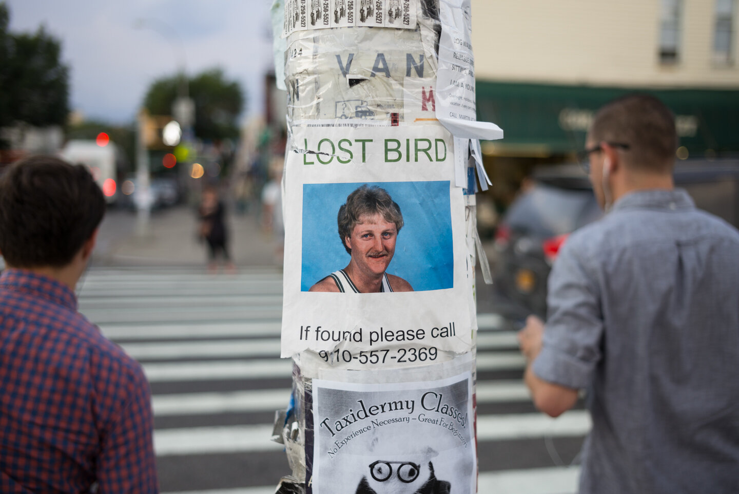 LOST BIRD. Williamsburg, Brooklyn 2015