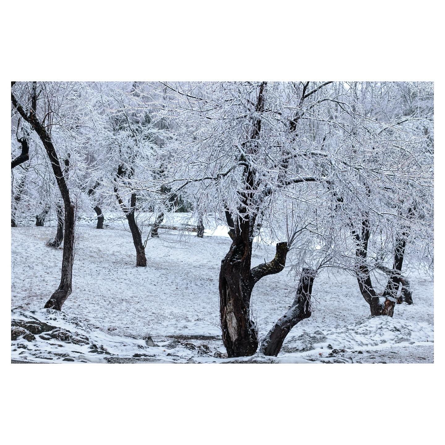 Apple orchard, Pomfret Vermont