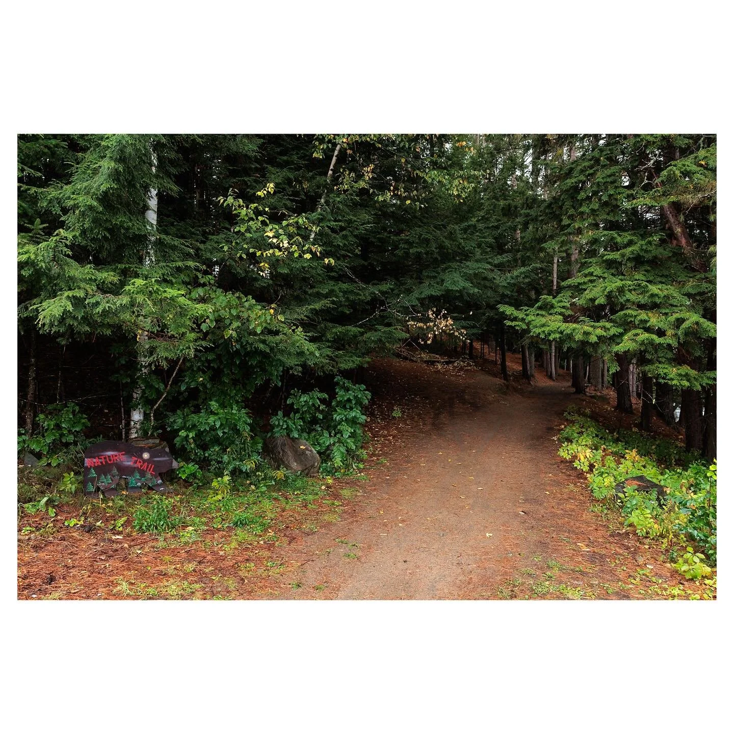 NATURE TRAIL, Long Lake, New York (I did nazi that coming)