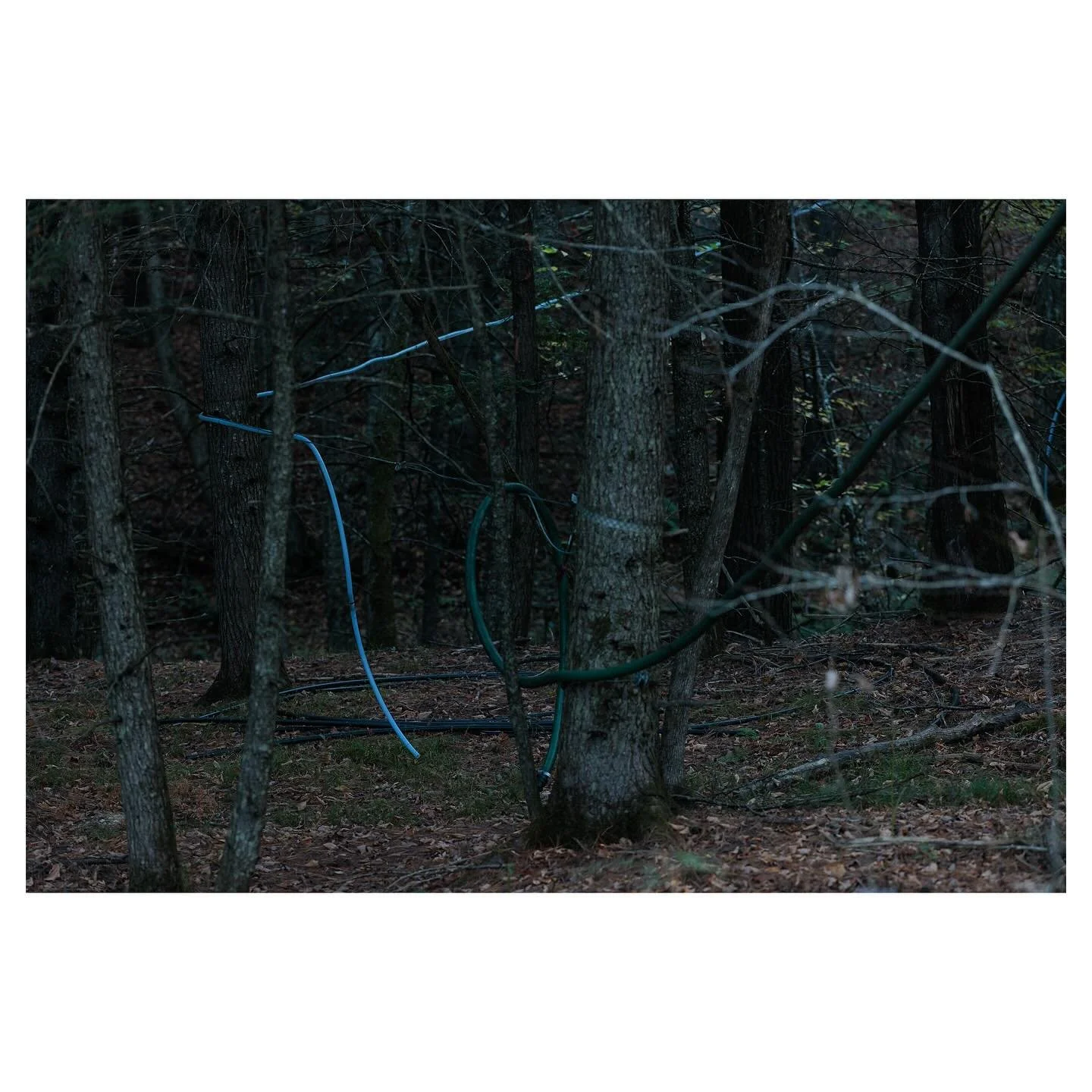 Sap lines, Whitney Hill Road