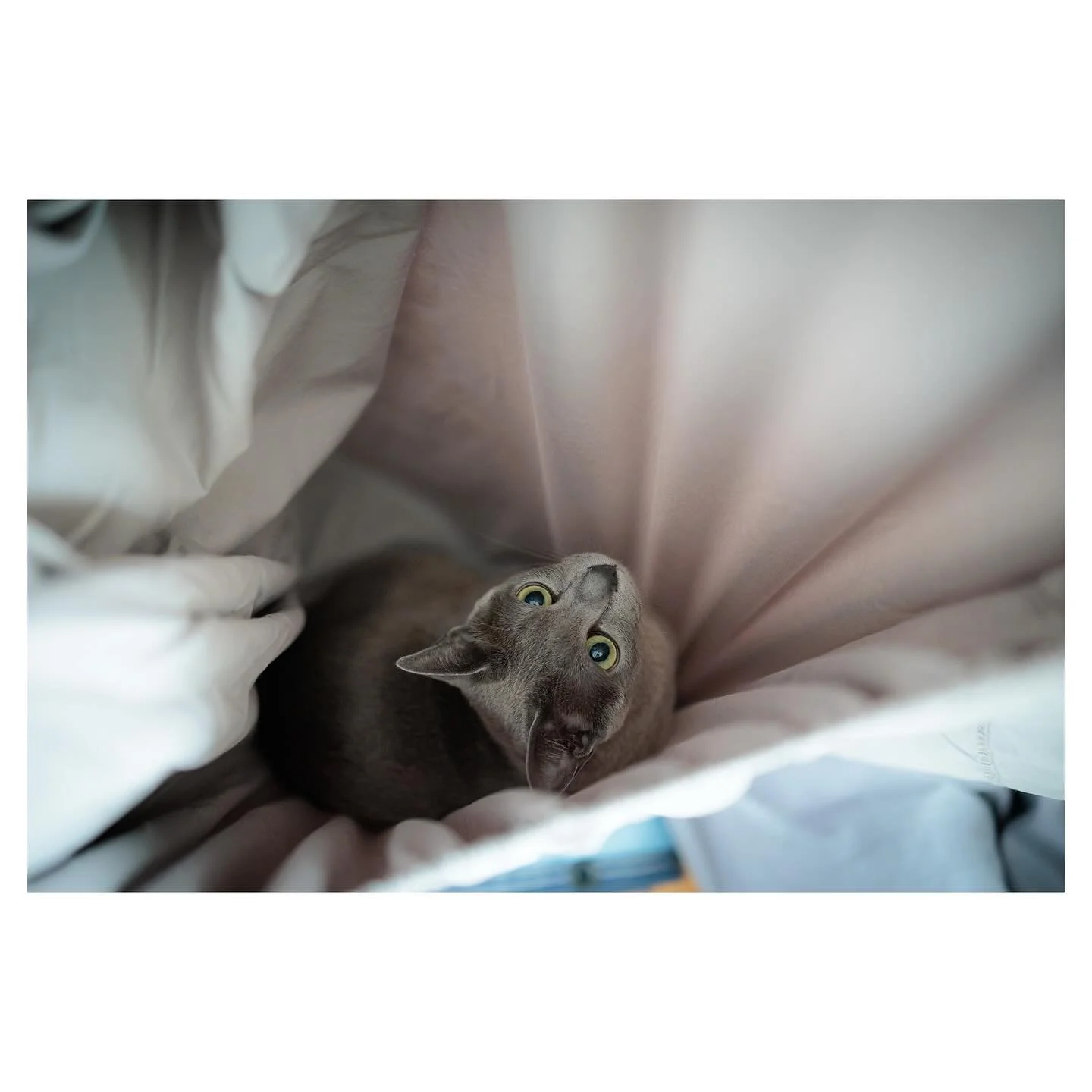 Our boy &amp; our girl, Sky &amp; Luna