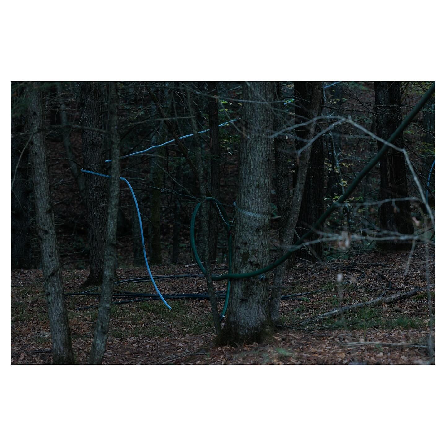 Sap lines, Whitney Hill Road