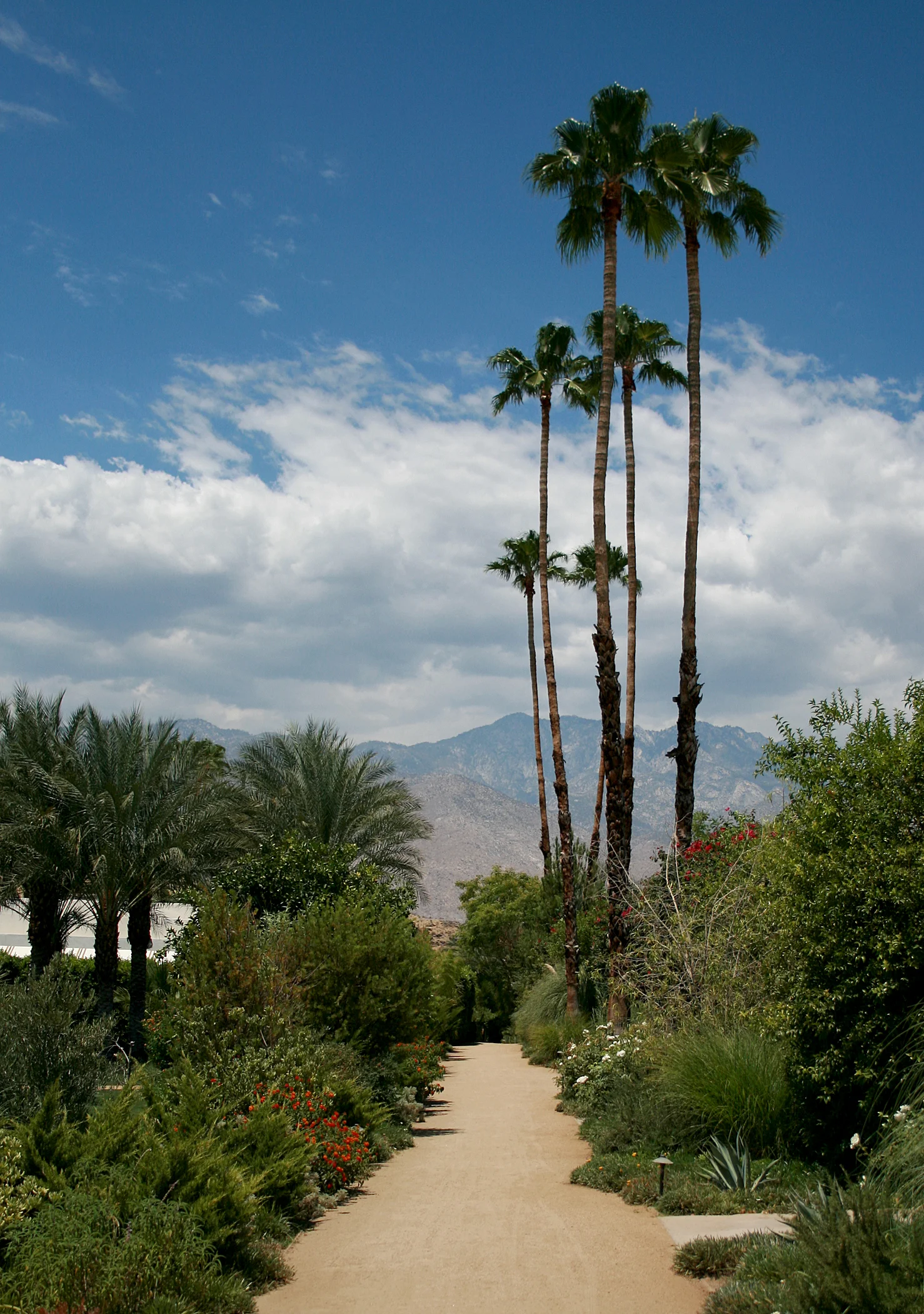 PALM SPRINGS.jpg