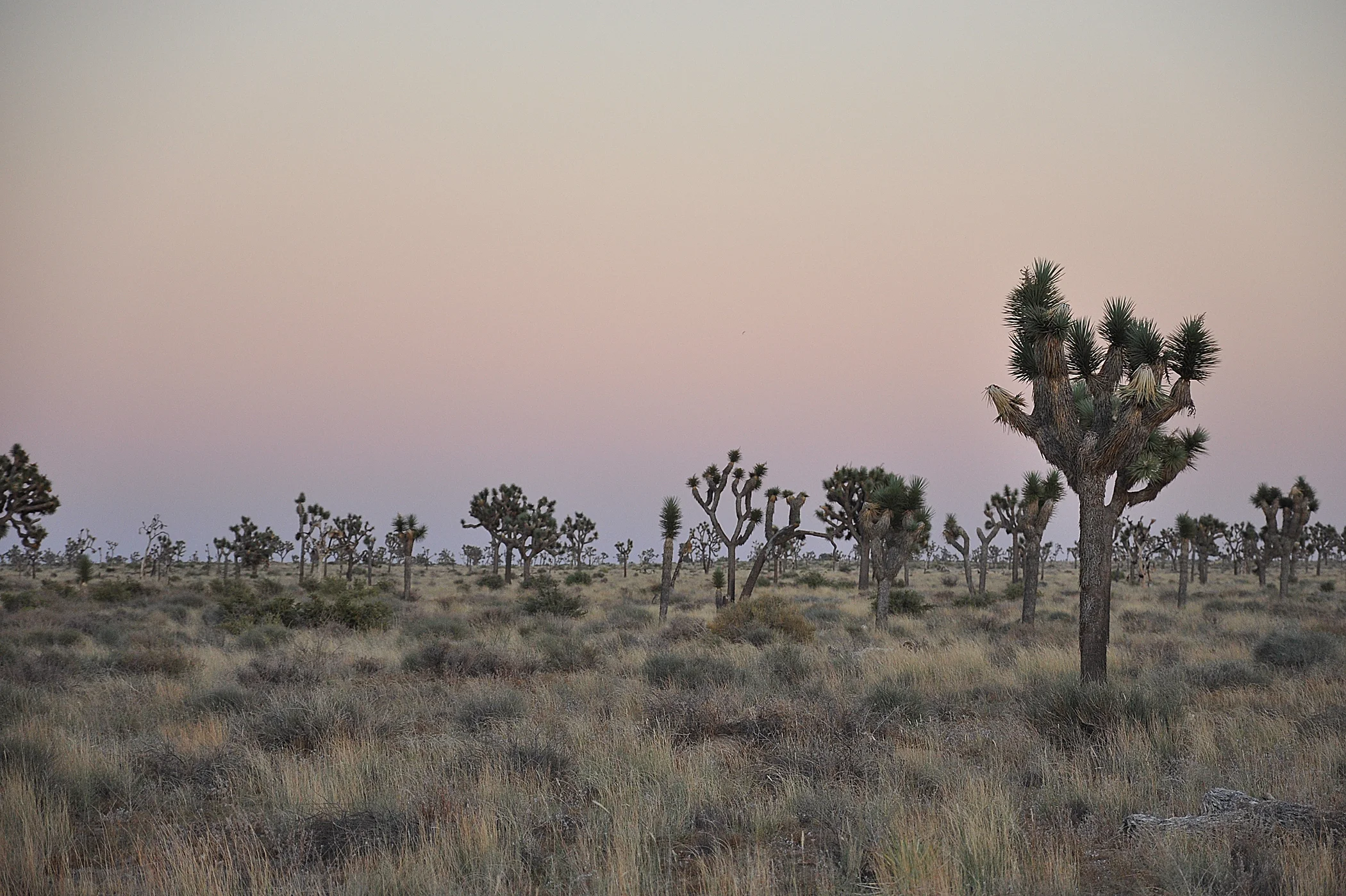 JOSHUA TREE.jpg