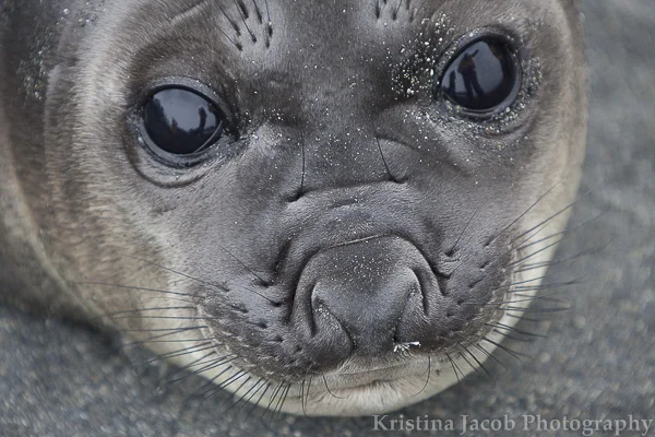Juvenile Elephant Seal South Georgia Island. December 2013.