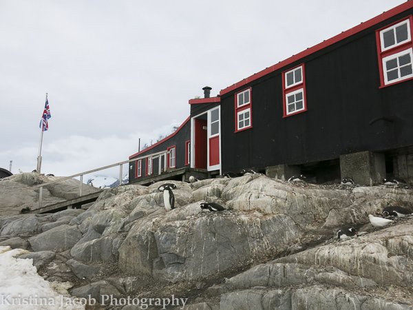 One of the few buildings at Port Lockroy.