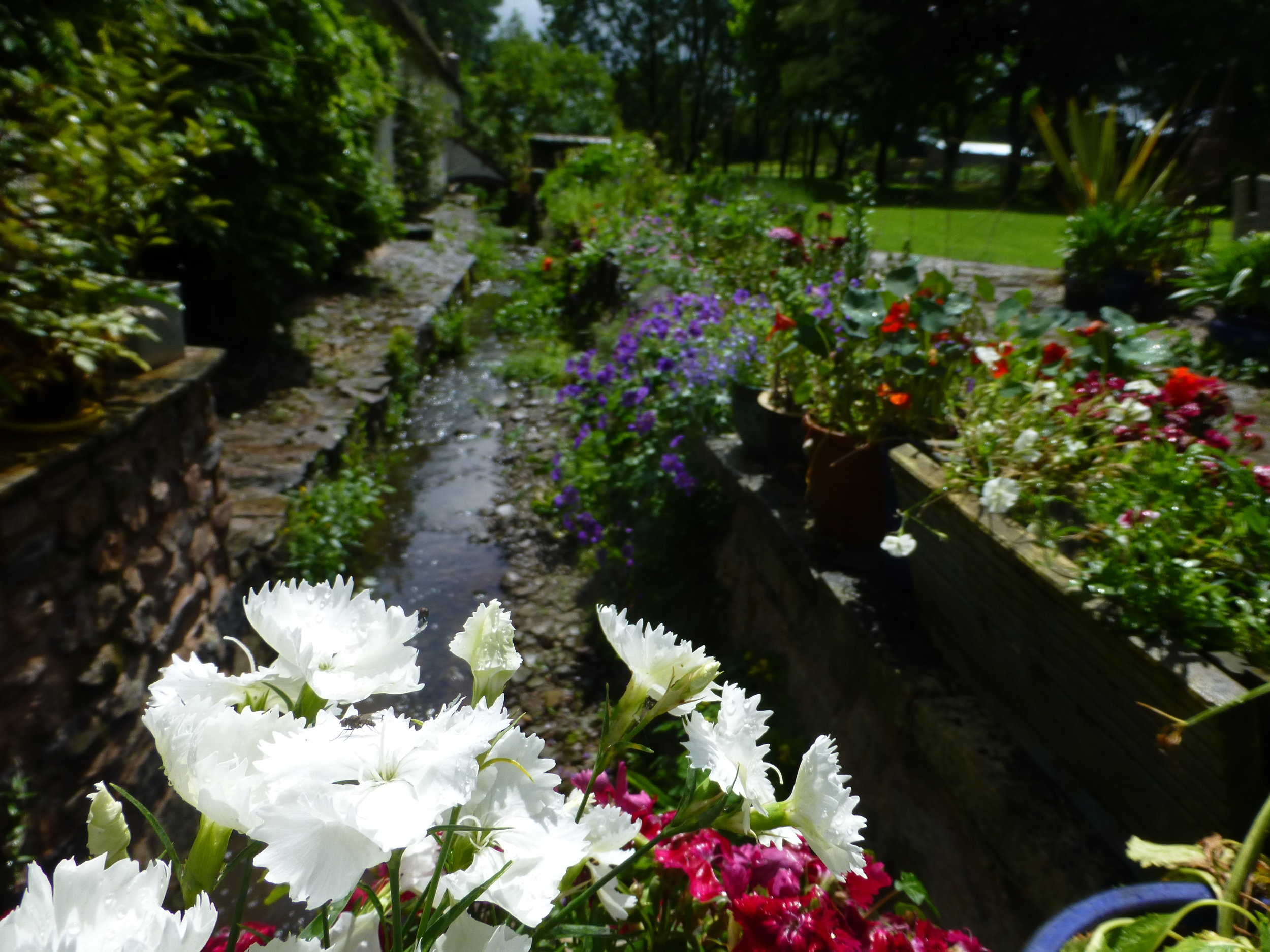 Spring flowers