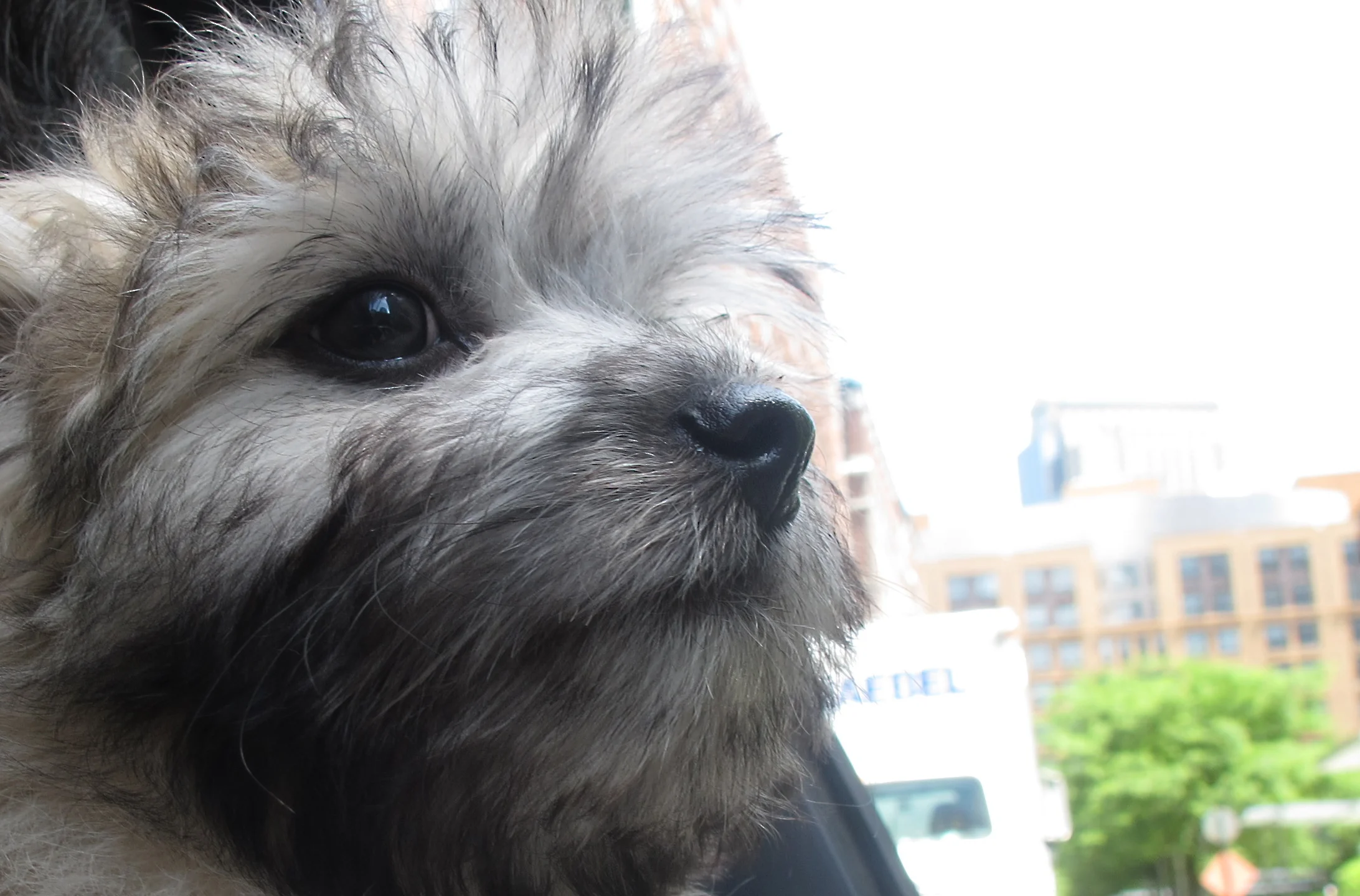 Everything I Needed to Learn about Health &amp; Happiness, I Learned From my Dog