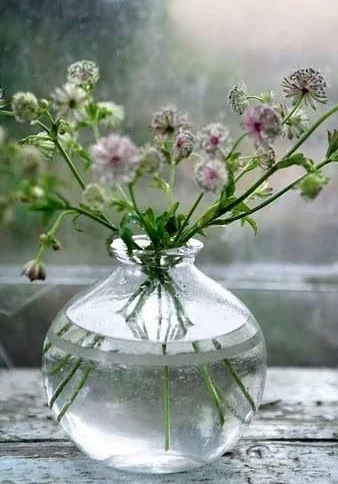 wildflower.jpg