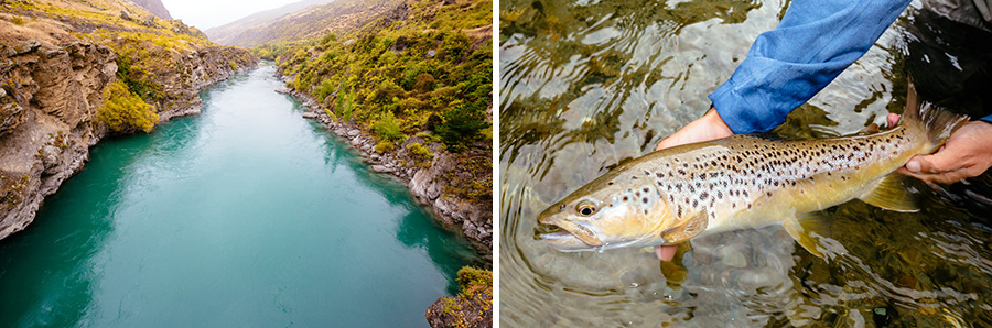 NZ Trout_Andrew Mayo_10.jpg
