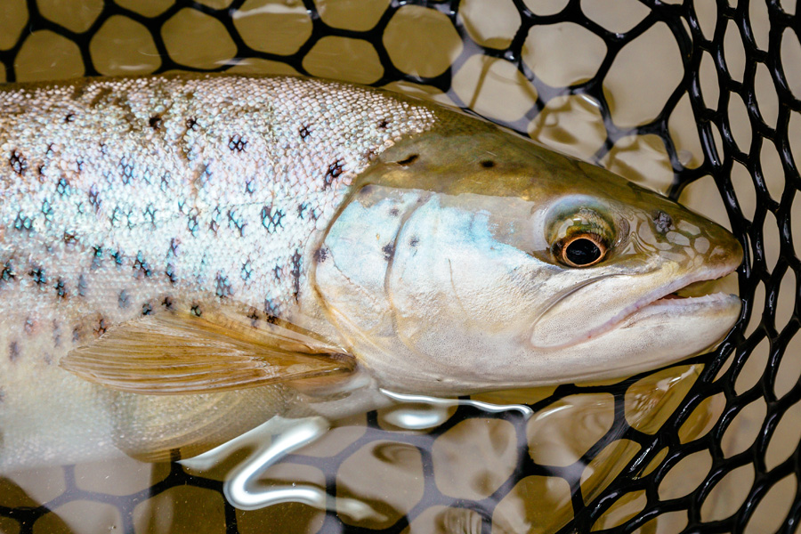 NZ Trout_Andrew Mayo_20.jpg