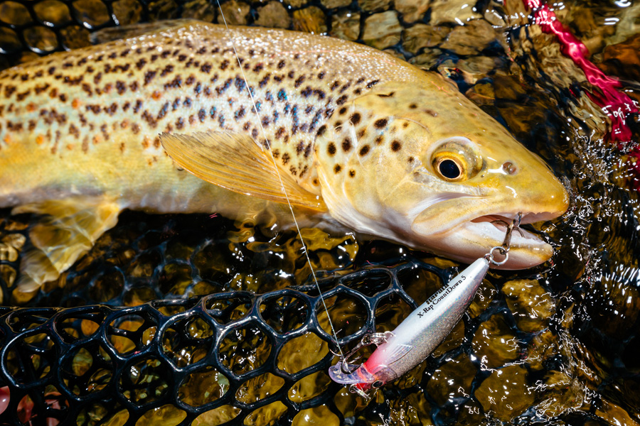 NZ Trout_Andrew Mayo_40.jpg