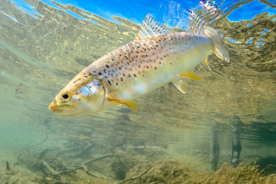 NZ Trout_Andrew Mayo_56.jpg