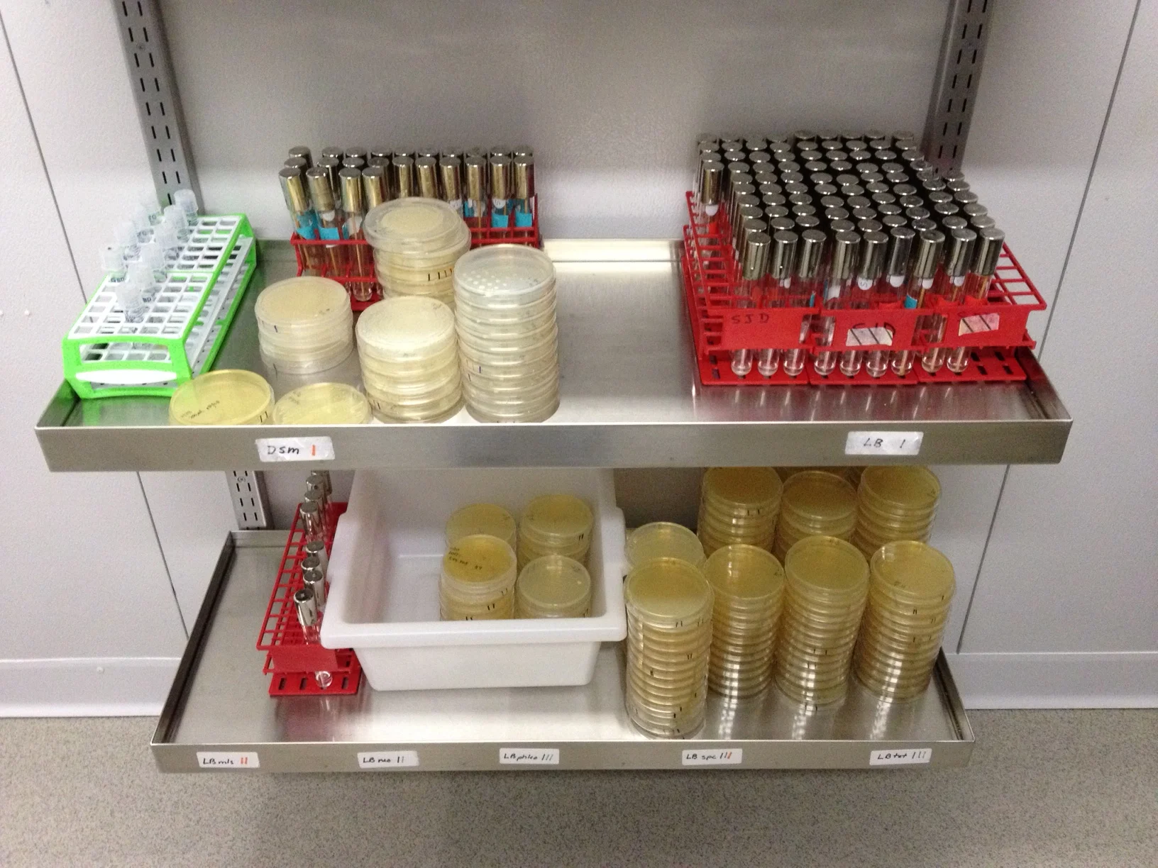 Cultures of bacteria & yeast.