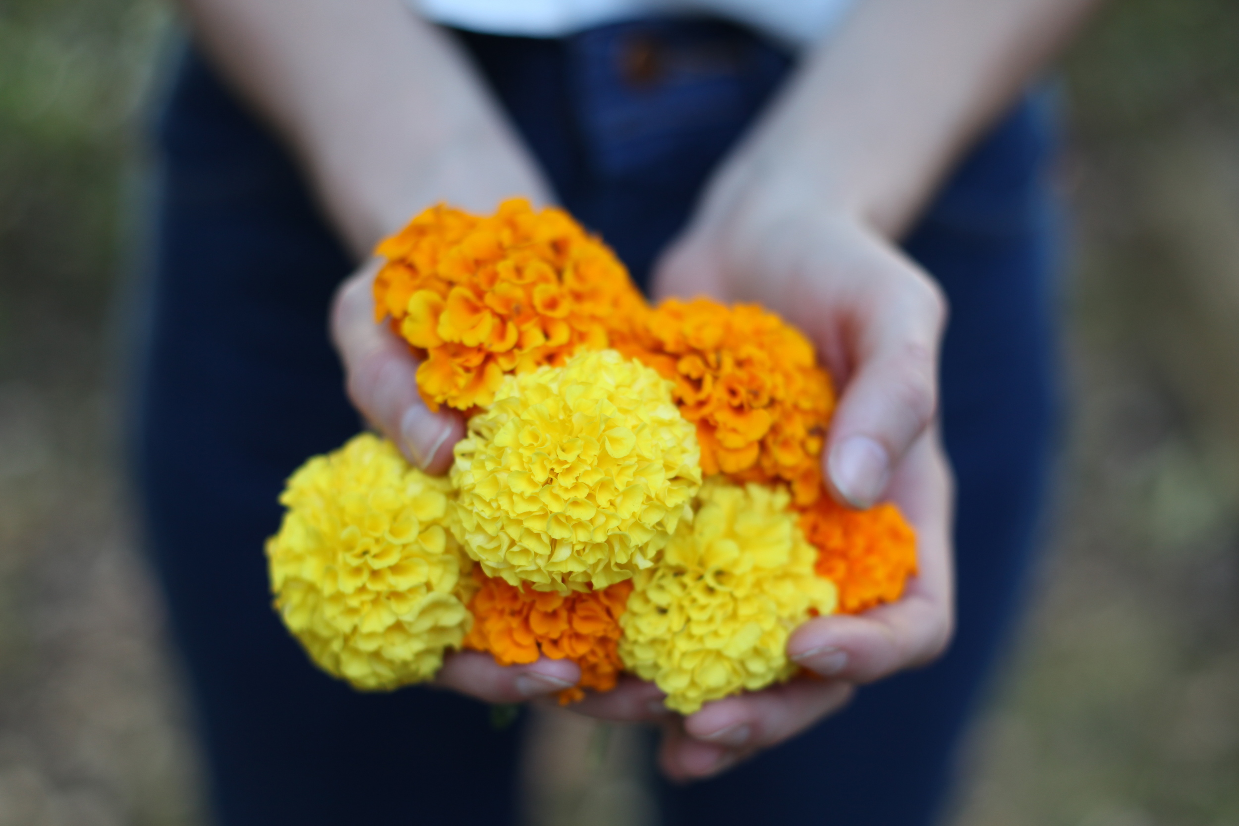 Naturally dyeing with Marigold, Wild Color Workshop