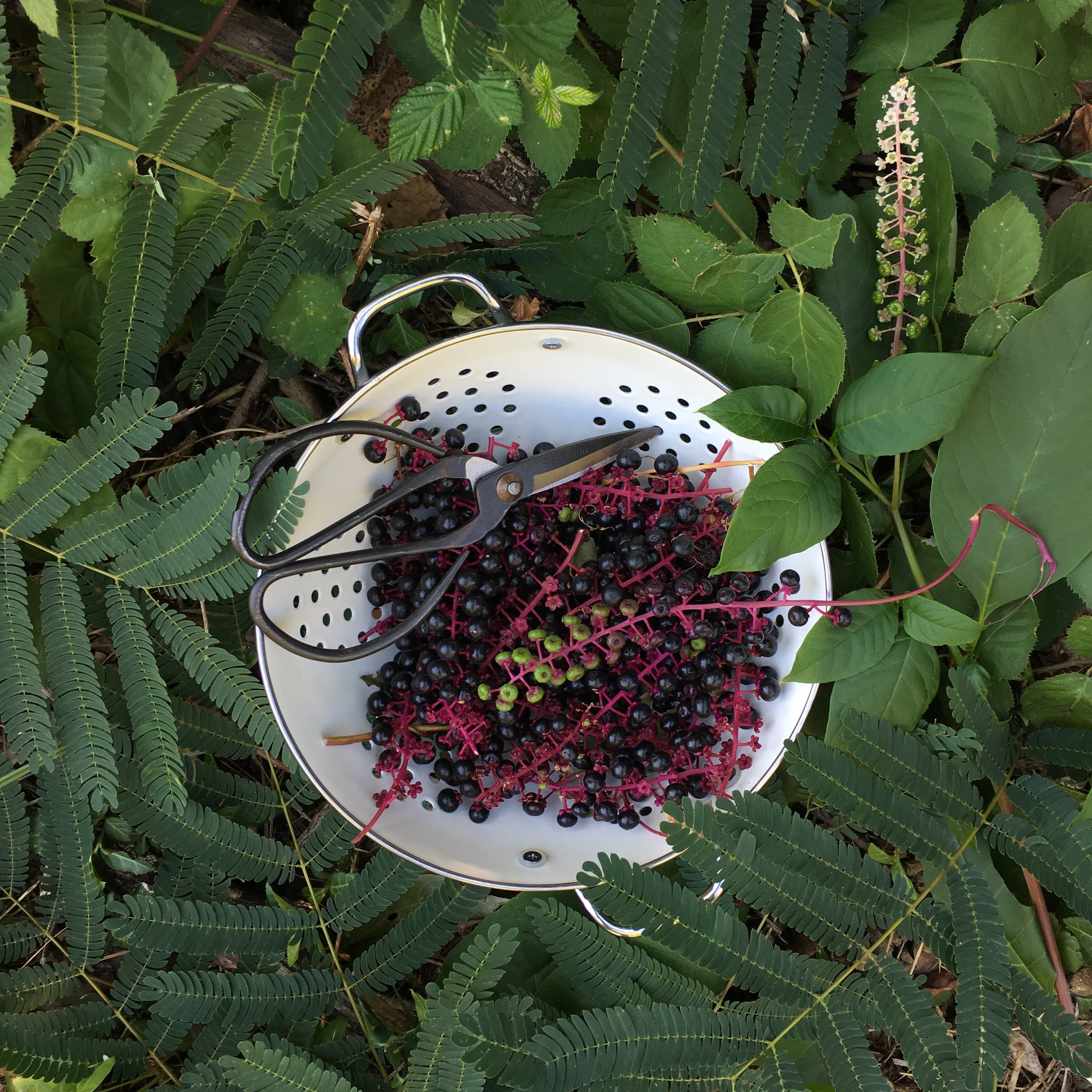 NADE Studio - Natural Dyeing E-Course
