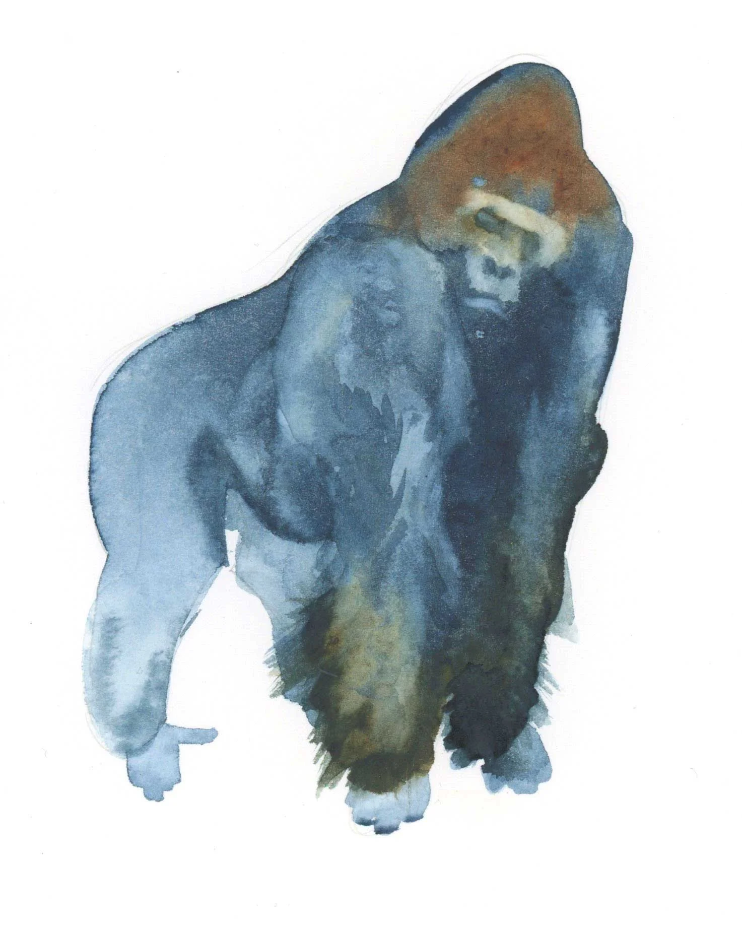 gorilla.jpg