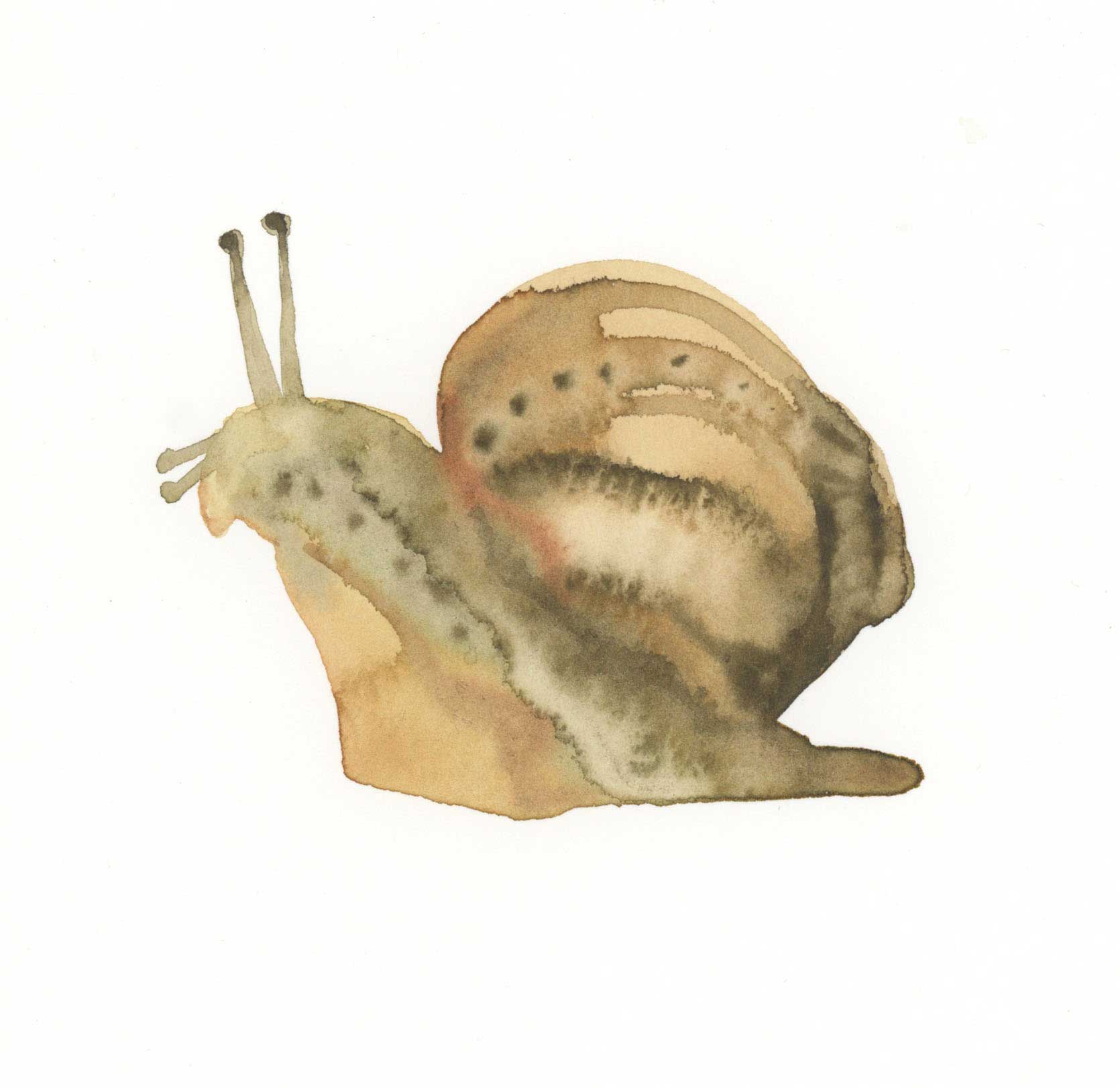 Snail.jpg