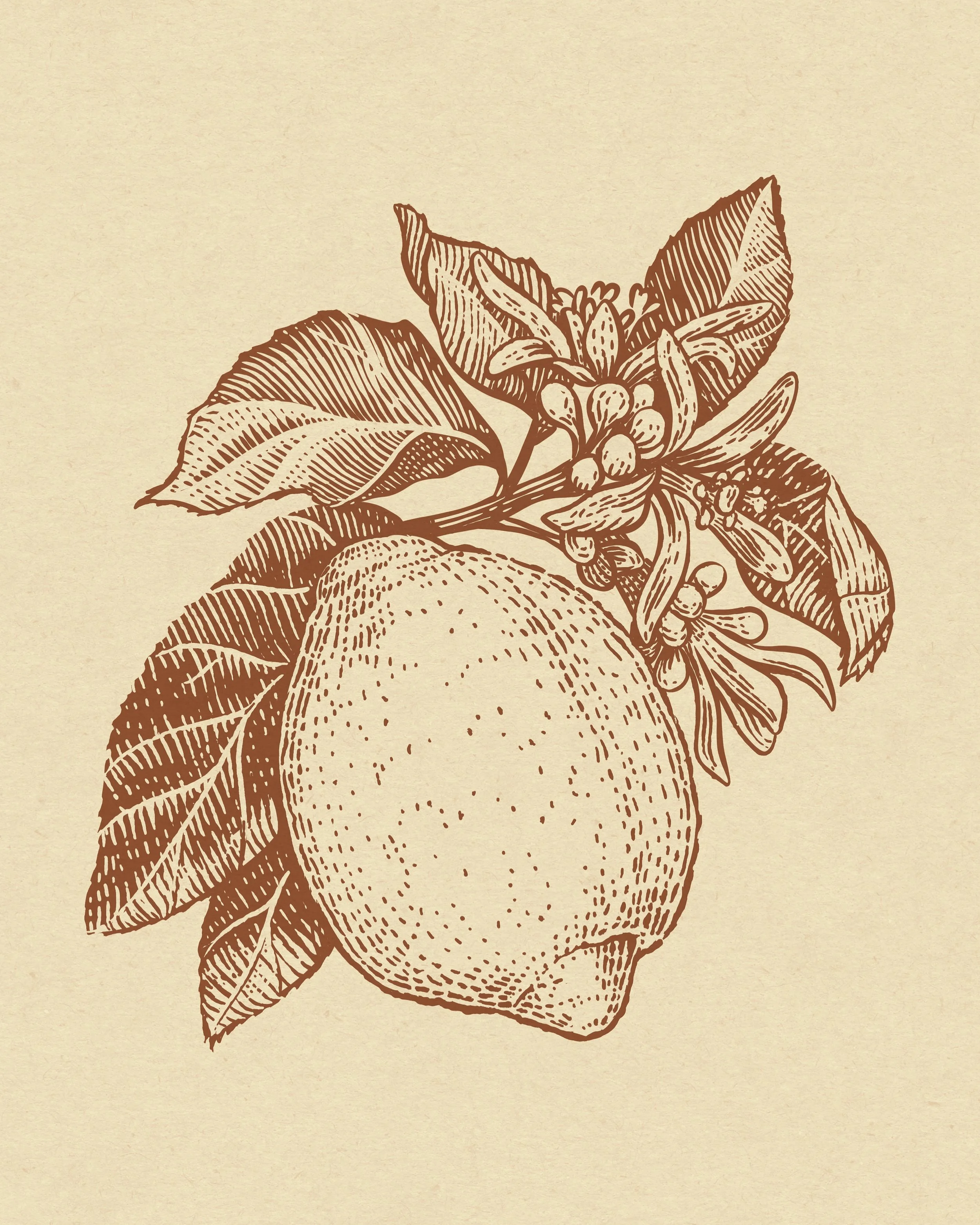 Sobierski Lemon Scratchboard.JPG