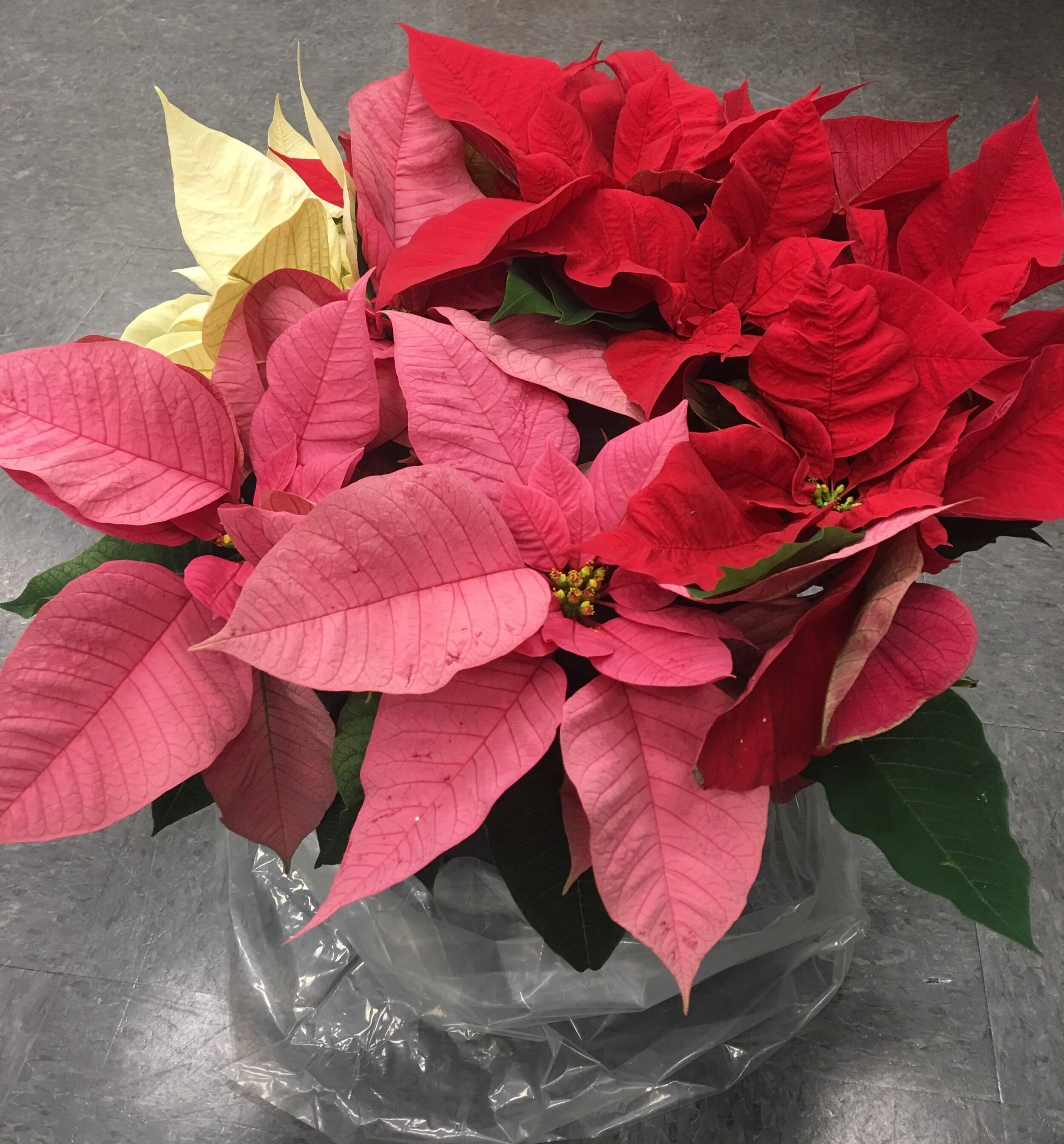 From last year’s delivery, this is a 13.5 Tri-colour Poinsettia.