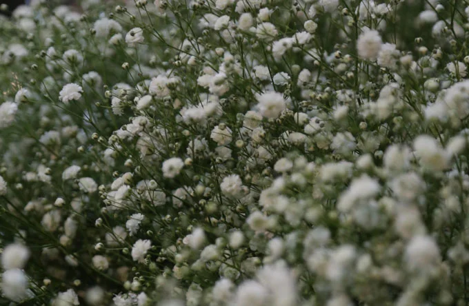 babybreath.jpg