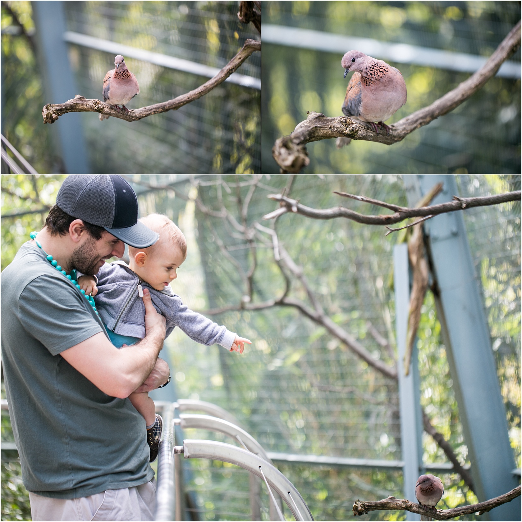 Zeke LOVES birds!