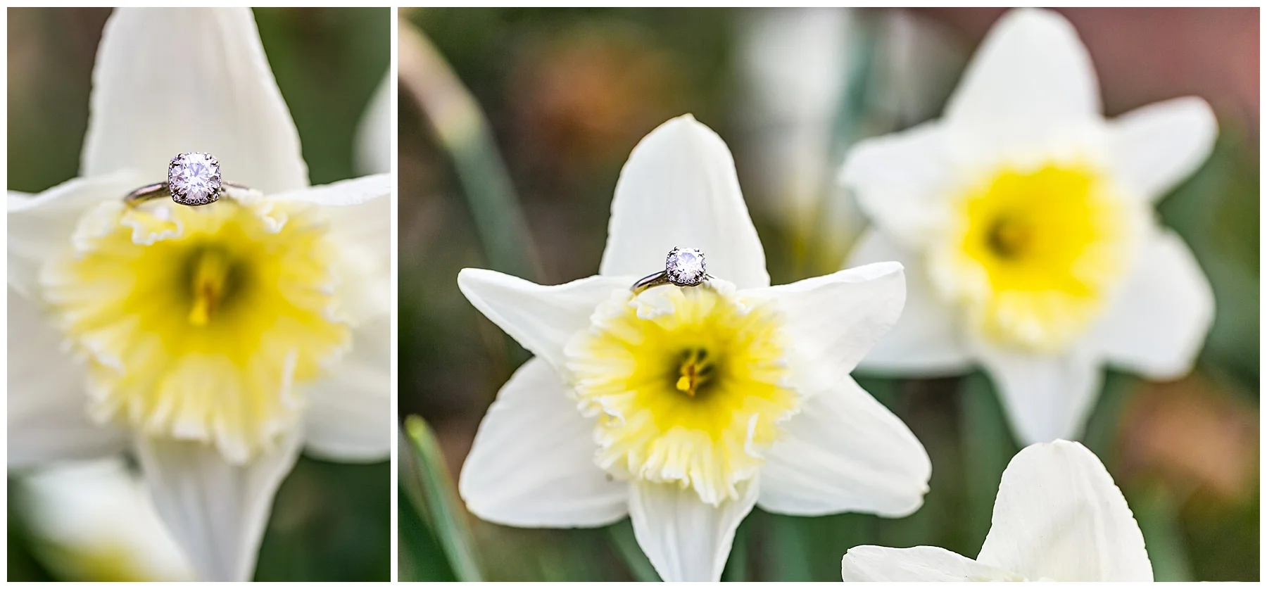 Chelsea Phil Private Estate Engagement Living Radiant Photography photos color_0037.jpg