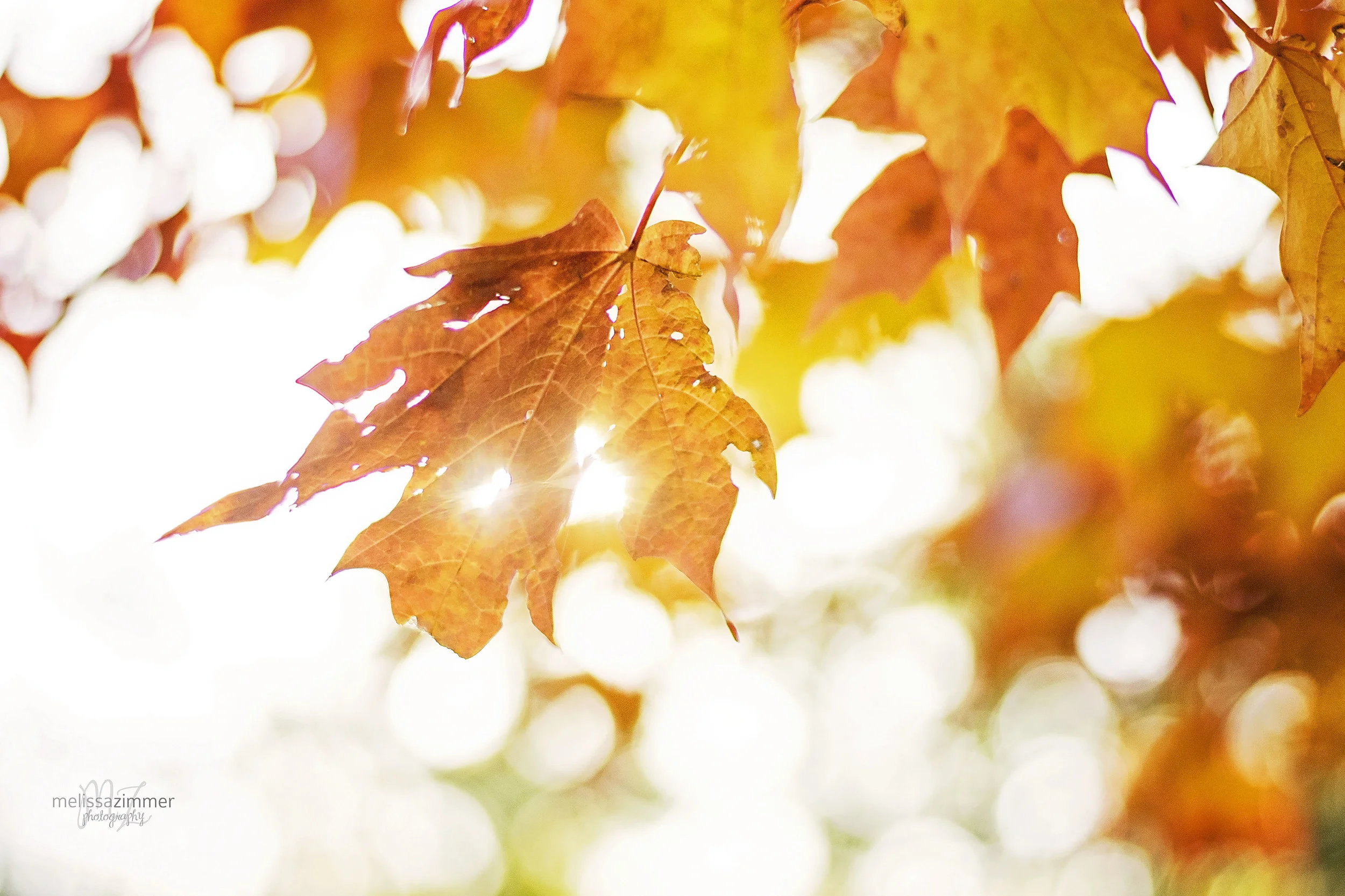 Beauty in the details {fall inspiration, chicago premier photographer, darien, il}