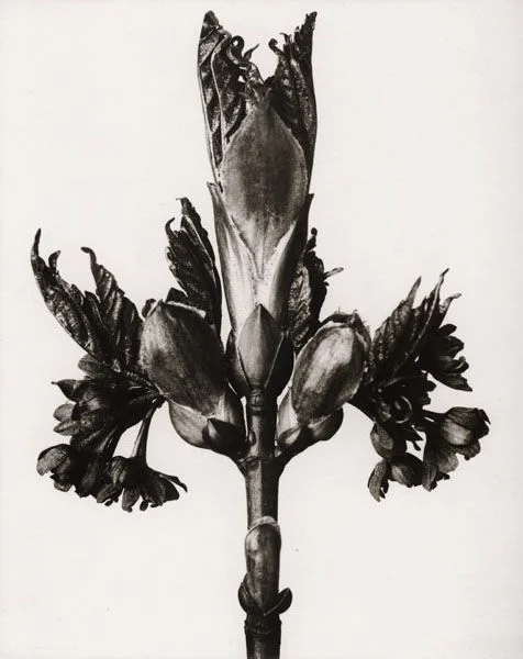 ed4cfe48ec1408f88281bd51c9507d14 (1).jpg