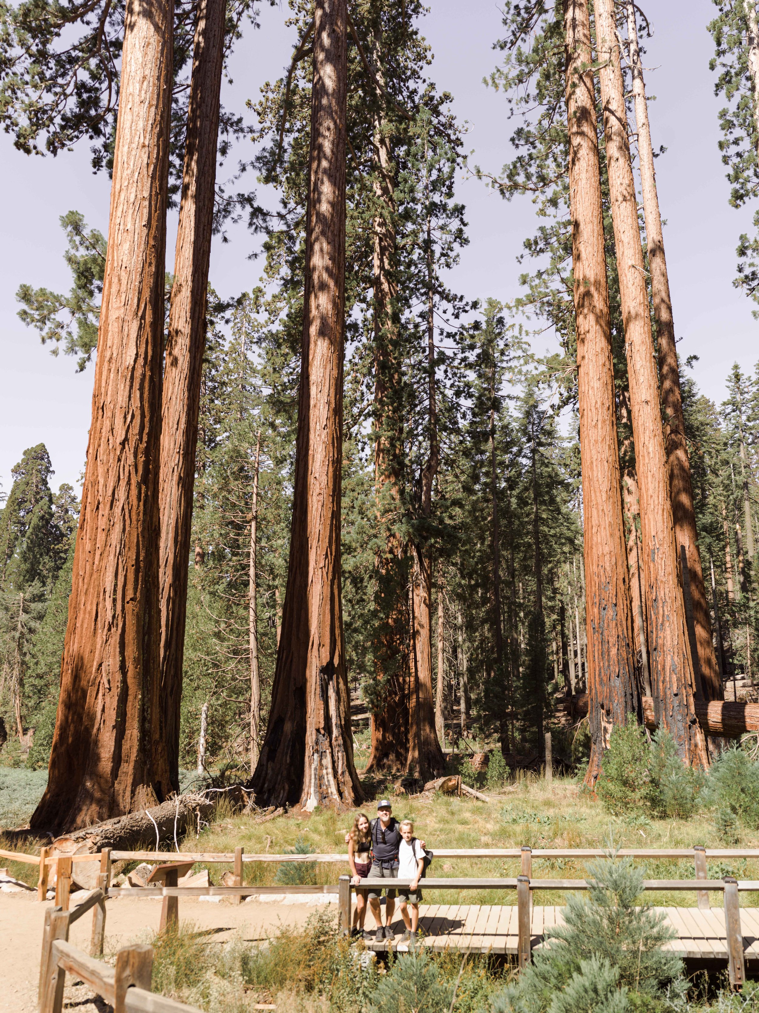 Cali_Yosemite_Redwoods.jpg