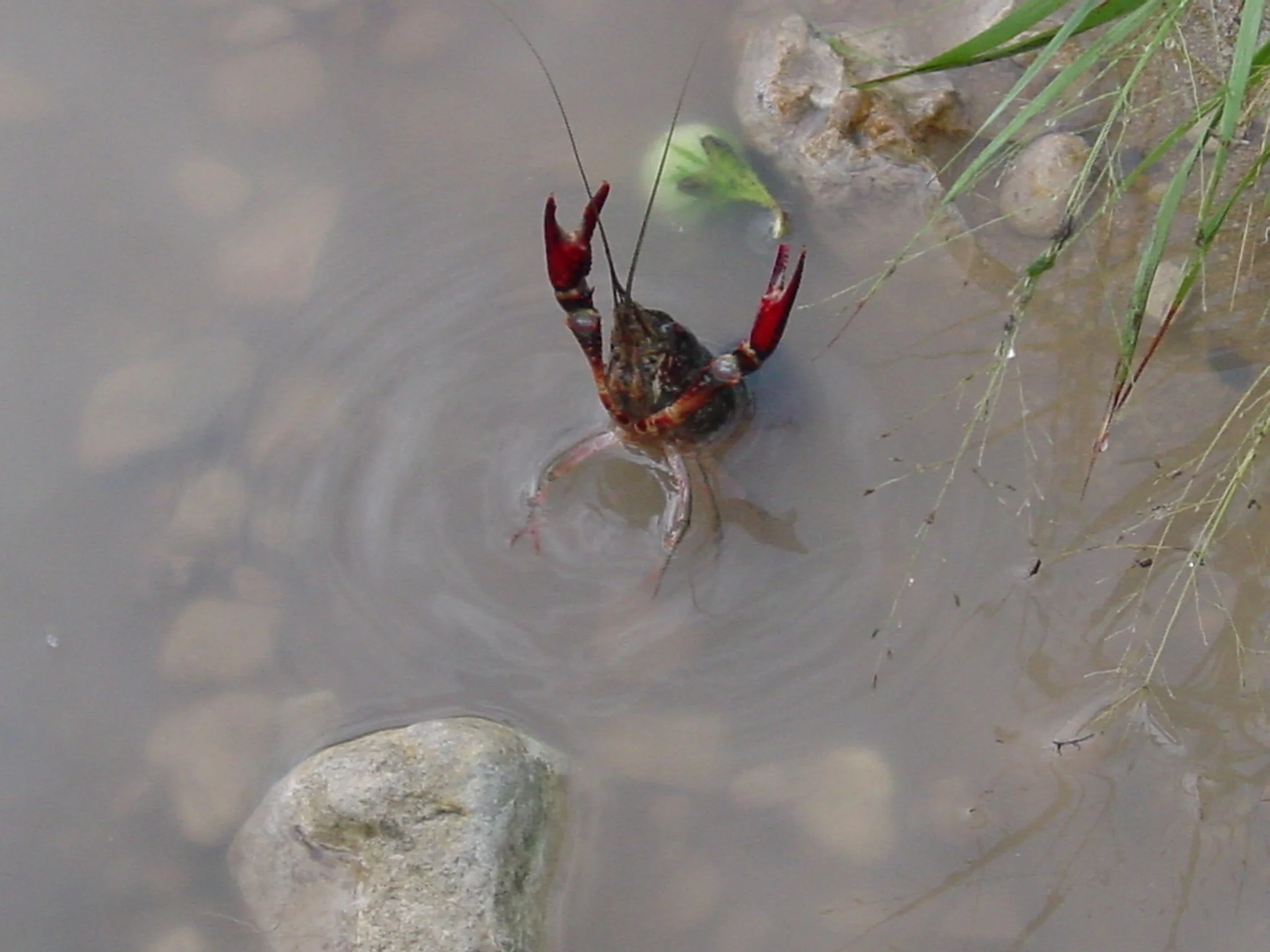 Crawfish copy.jpg