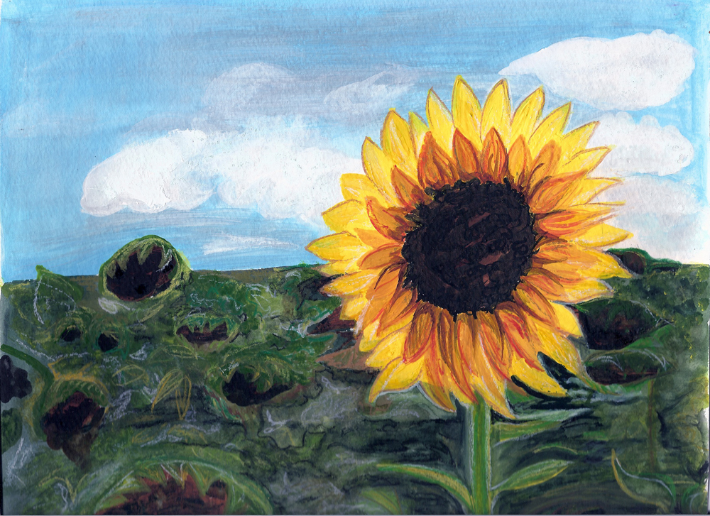 sunflower-sm.jpg