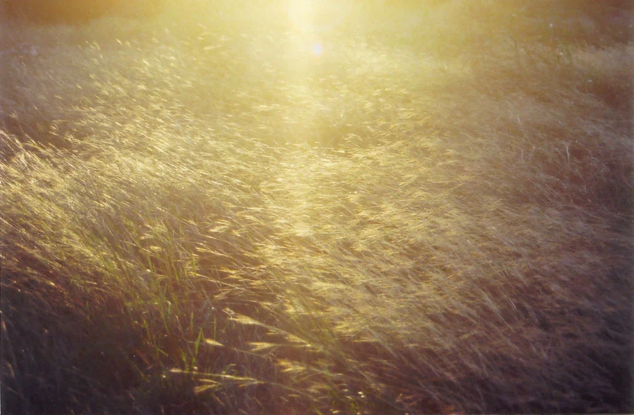 OceanofWheat.jpg