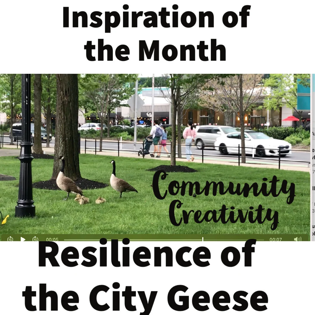 The Resilience of Nature and Of Us! - City Geese and Erik Satie Video