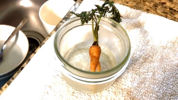 Friday Night Premier 8pm EST 
- Garden Parody tonight! 

Need a laugh? 

Check out this ZZ Top cover starring a leggy carrot from a local Farmer's Market - shout out to Brittany&rsquo;s Garden in Fayetteville, NY - &ldquo;This Carrot&rsquo;s alright!