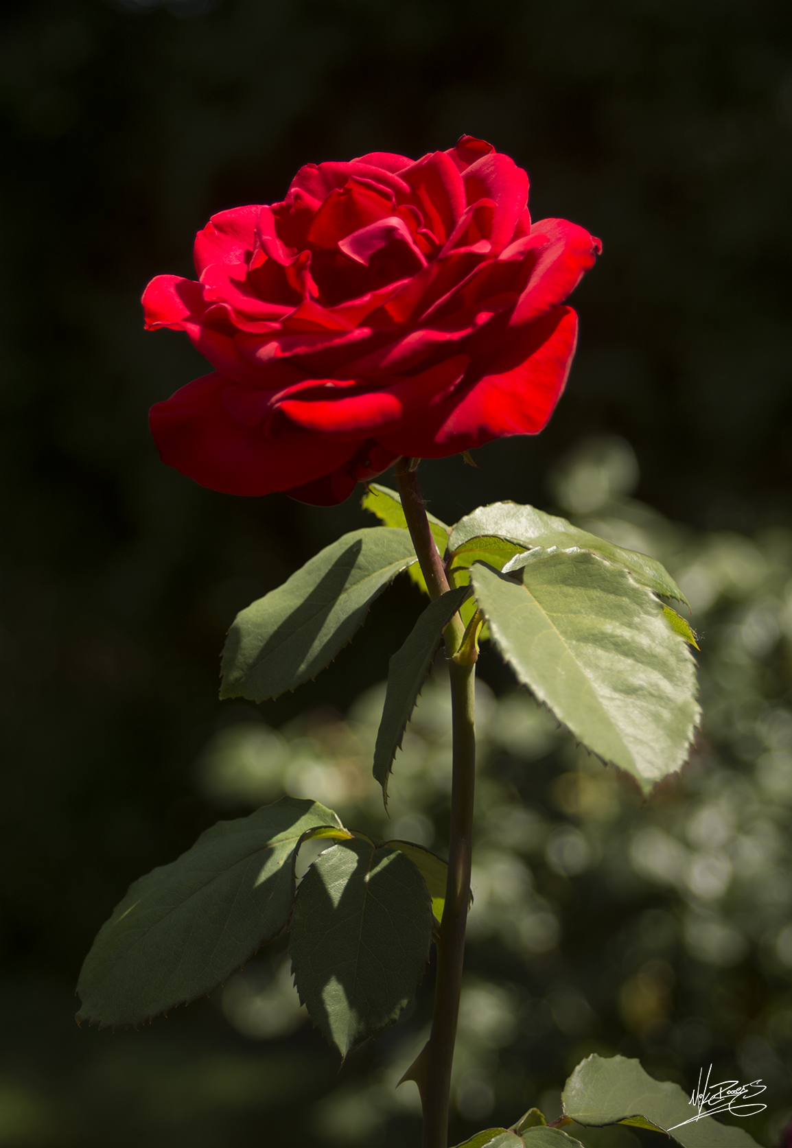 Rose web .jpg