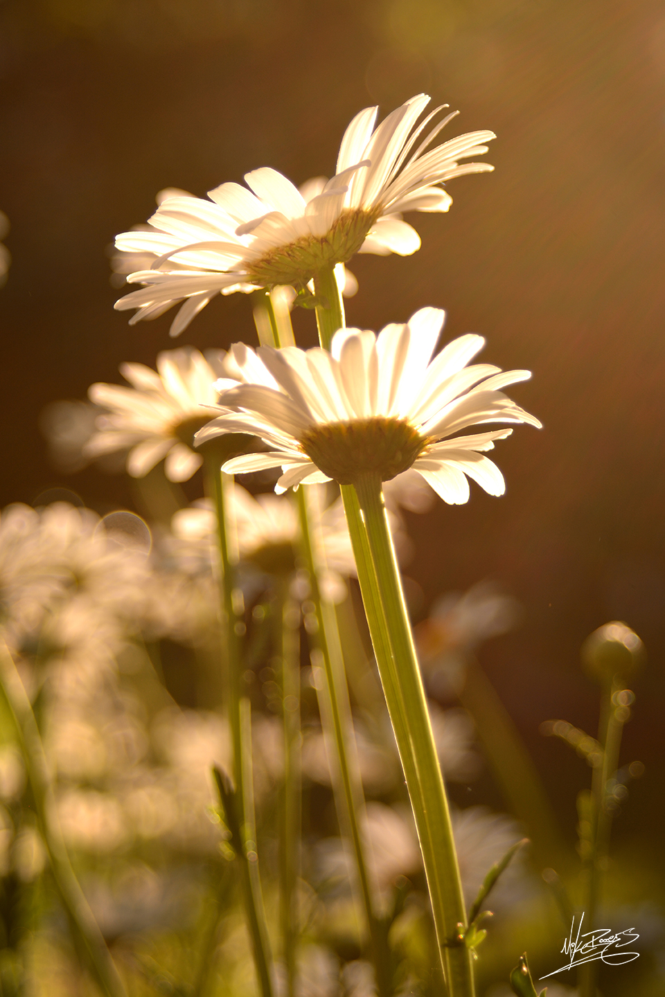 Web Daisy Dream copy.jpg