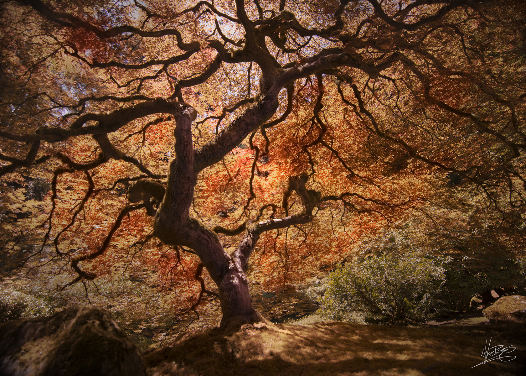Tree sig web.jpg