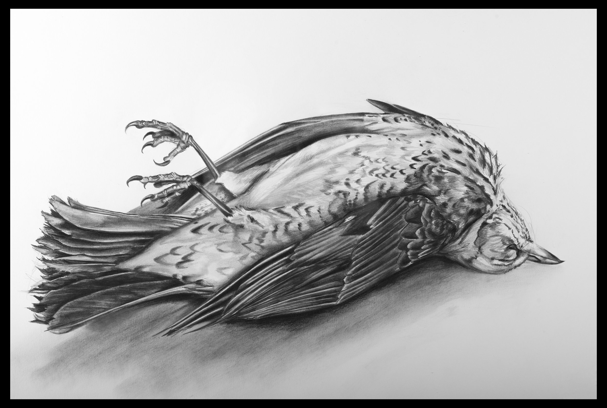 Flightless web 2.jpg