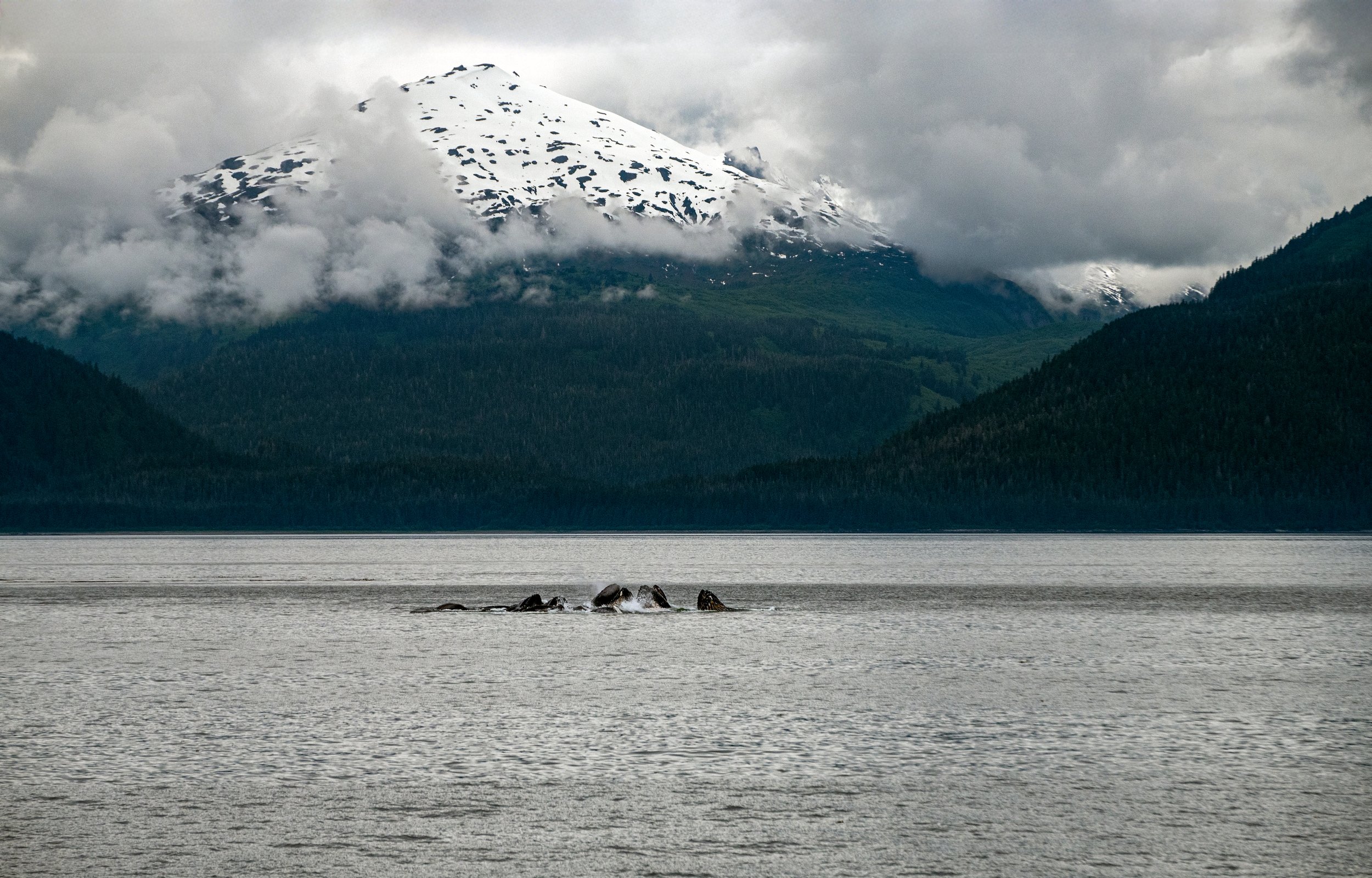 Humback Whiles (Bubble Net Feeding) - Alaska
