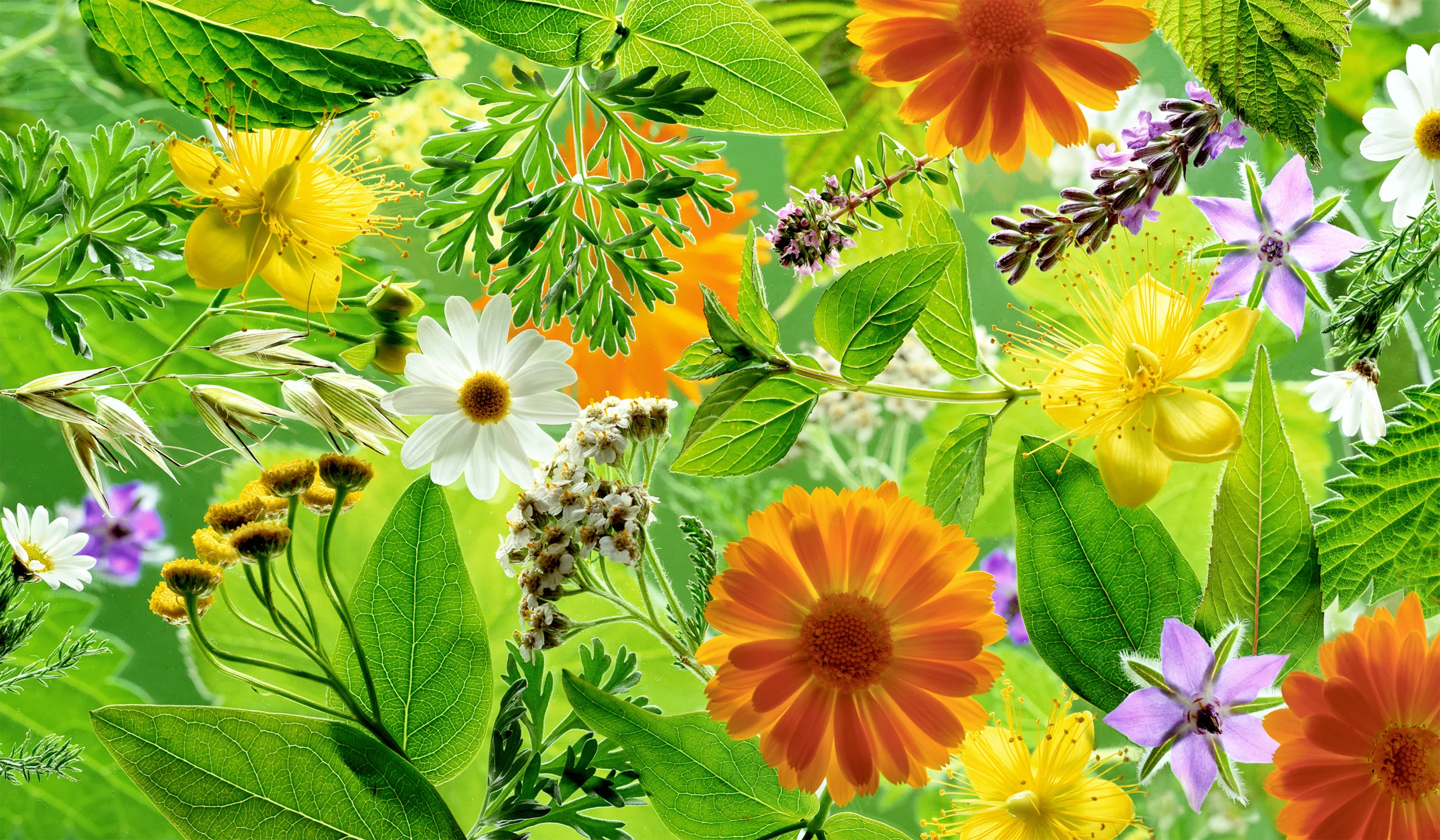 CS_188_Medicinal_Herbs-1 Horizontal.jpg