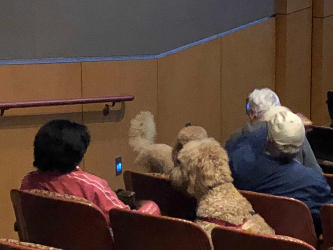 dogs seated in theater.jpg