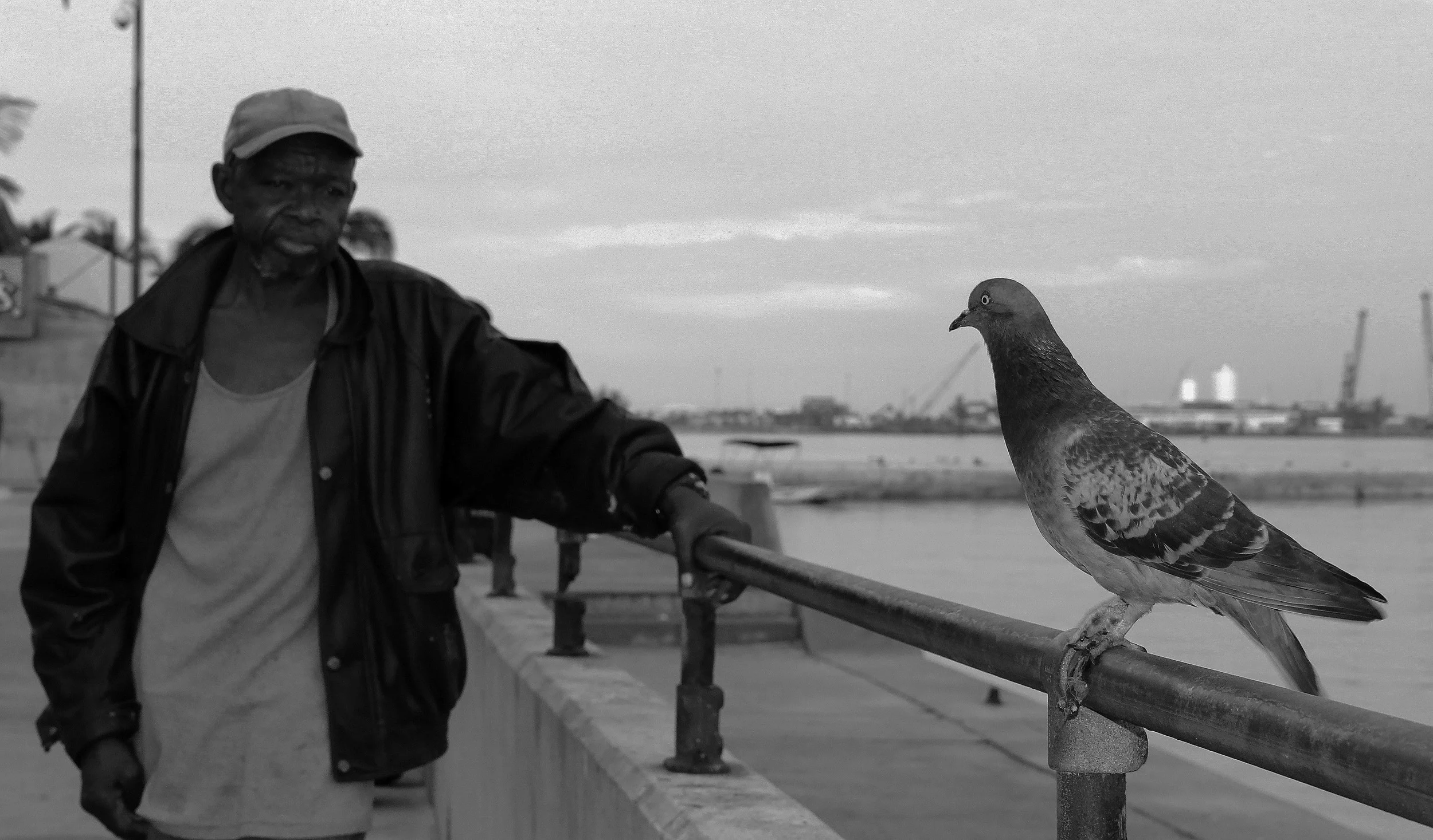 Man and dove, Nassau 2012