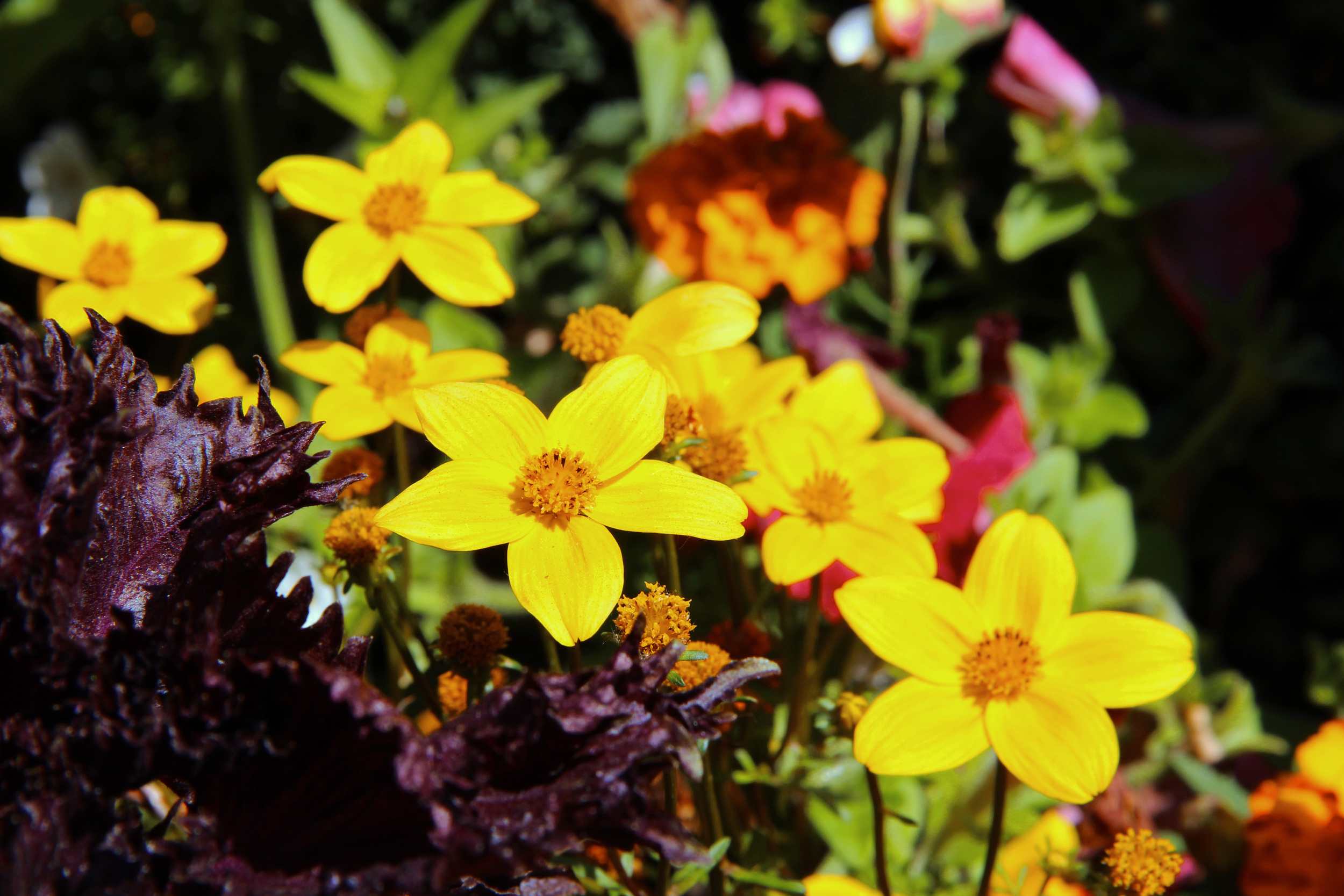 Line of flowers, London 2013